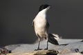 Blauwe Ekster, Iberian Magpie, Cyanopica cooki