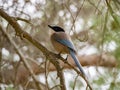 Iberian magpie in Ria Formosa