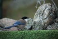 The Iberian magpie Cyanopica cooki siting on the green grass with stones in background