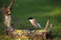 The Iberian magpie Cyanopica cooki sitting on the trunk of a fallen tree with green background.Sometimes also azure-winged