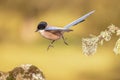 Iberian magpie flying against bright background Royalty Free Stock Photo