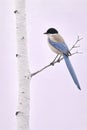 Iberian magpie perched on a thin birch branch with soft background Royalty Free Stock Photo