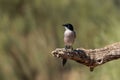 Iberian magpie perched on a thin branch of a small tree, surrounded by lush green foliage. Royalty Free Stock Photo