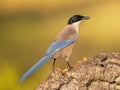 Iberian magpie on trunk against bright background Royalty Free Stock Photo