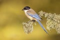 Iberian magpie on trunk against bright background Royalty Free Stock Photo