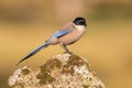 Iberian magpie on trunk against bright background Royalty Free Stock Photo