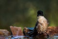 Iberian magpie (Cyanopica cooki) perched atop a cluster of grey stones