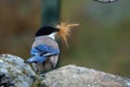 The Iberian magpies Cyanopica cooki siting on the green stones and prepare the new nest