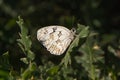 Iberian marbled white Butterfly Melanargia lachesis in Oak Leaf