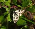 Iberian marbled white butterfly - Melanargia lachesis. Oeiras, Portugal.