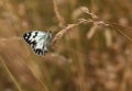 Iberian marbled White on dry grass seeds