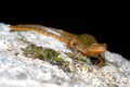 Iberian newt Lissotriton boscai in San Juan de Rio, Orense, Spain Royalty Free Stock Photo