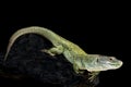 Iberian Ocellated lizard (Timon lepidus ibericus) Royalty Free Stock Photo