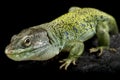 Iberian Ocellated lizard (Timon lepidus ibericus) Royalty Free Stock Photo