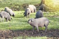 Iberian pig in the meadow