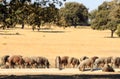 Iberian pigs near Aldea del Obispo, Spain