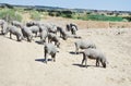 Iberian pigs in farm
