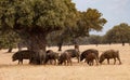 Iberian pigs grazing among the oaks