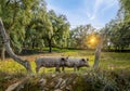 Iberian pigs in a green meadow at spring