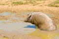 Iberian pigs herd pata negra sitting in the mud