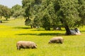 Iberian pigs in the meadow of Extremadura. Royalty Free Stock Photo