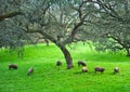 Iberian pigs in the meadow, Spain