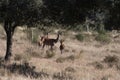 Iberian red deers,Cervus elaphus hispanicus. Cub and female in the background. Monfrague National Park