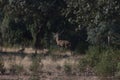 Iberian red deers,Cervus elaphus hispanicus. Cub and female in the background. Monfrague National Park