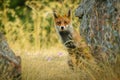 Iberian red fox (Spanish fox)