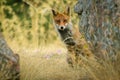 Iberian red fox (Spanish fox) Royalty Free Stock Photo