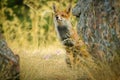 Iberian red fox (Spanish fox) Royalty Free Stock Photo