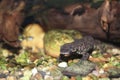 Iberian ribbed newt