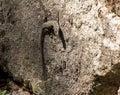 Iberian Wall Lizard Podarcis hispanicus with green back on an old stone wall in rural Portugal