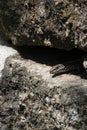 Iberian Wall Lizard Podarcis hispanicus. Head protruding from crevice in old stone wall