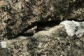 Iberian Wall Lizard Podarcis hispanicus, only head visible