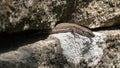 Iberian Wall Lizard Podarcis hispanicus portrait on an old stone wall