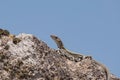 Iberian Wall Lizard portrait on top of an old stone wall in rural Portugal