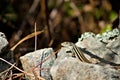 Iberian wall lizard standing on a rock on a sunny day Royalty Free Stock Photo