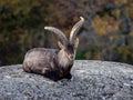 Iberian wild goat resting