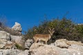 Iberian wild mountain goats in the El Torcal Nature Park in Andalusia Royalty Free Stock Photo
