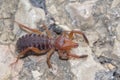 Iberian Wind scorpion Royalty Free Stock Photo