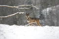 Iberian Wof, canis lupus signatus, Adult standing on Snow