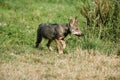 Iberian Wof, canis lupus signatus, Young walking on Grass