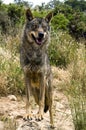 Iberian wolf Royalty Free Stock Photo