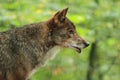 Iberian wolf Royalty Free Stock Photo
