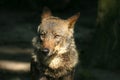 Iberian Wolf Royalty Free Stock Photo