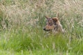 Iberian wolf hidden in high grasses