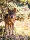 Iberian wolf with beautiful eyes in autumn Royalty Free Stock Photo