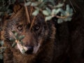 Iberian Wolf Canis lupus signatus hidden in the bush Royalty Free Stock Photo