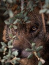 Iberian Wolf Canis lupus signatus hidden in the bush Royalty Free Stock Photo